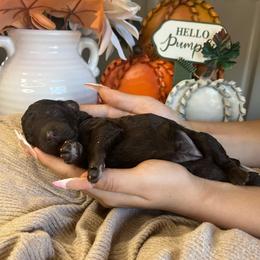 Girl 1 - Brown female Poodle puppy in Calimesa, California from Teakwood Poodles of SoCal