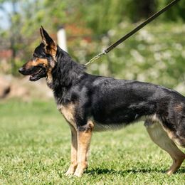 Gunny - German Shepherd