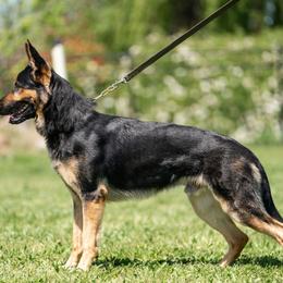 Gunny - German Shepherd