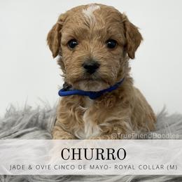 CHURRO - Royal Blue Collar - Apricot male Goldendoodle puppy in Watertown, New York from True Friend Doodles
