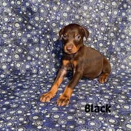 Black Collar - Red and rust male Doberman Pinscher puppy in Louisville, Kentucky from Ruiz Dobermans