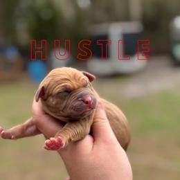 Hustle - Yellow female Catahoula Leopard Dog puppy in Okeechobee, Florida from Lazy 44 Catahoulas