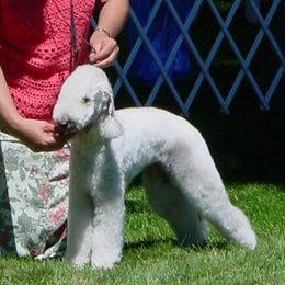 Bedlington Terriers from Elante Bedlingtons