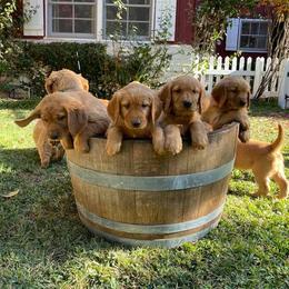 Golden Retriever Puppies from Rowan Retrievers