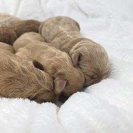 Tiki - Apricot male Goldendoodle puppy in Crawfordsville, Indiana from Winding Creek Ranch Doodles