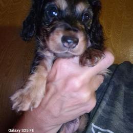 IZZY - Black and tan female Dachshund puppy in Antlers, Oklahoma from MoMo's Dachshunds