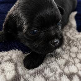 Stars - Black female Shih Tzu puppy in Winston Salem, North Carolina from Jay&Ray Shih Tzu’s