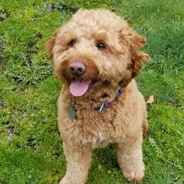 Jack - Goldendoodle