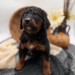 Ash unfurnished - Phantom female Bernedoodle puppy in Ocala, Florida from Bernedoodles of Florida