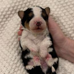 Banana - Tri-color male Bernedoodle puppy in Modesto, California from Central Valley Canine Companions