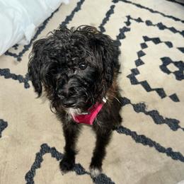 Moochie - Schnoodle