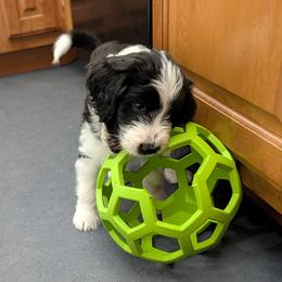 Aussiedoodle Puppies from Ridgeview Aussiedoodles