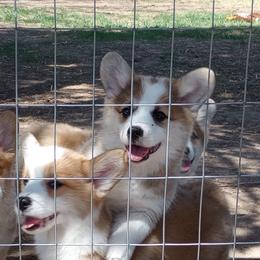 Pembroke Welsh Corgi Puppies from Merrygold Corgis