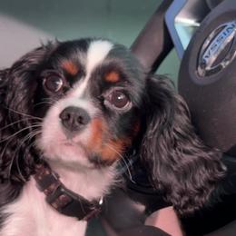 Goose - Tri-color male Cavalier King Charles Spaniel puppy in Lawton, Oklahoma from Wild Wishes Cavaliers
