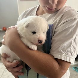 Samoyed puppies from Virgin River Samoyeds