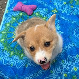 Aspen-Red Merle - Red merle and white female American Corgi puppy in Scottown, Ohio from Wyndy Ridge Corgis