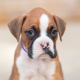 Purple - Fawn female Boxer puppy in Georgia from Stephanie’s Boxers