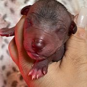 Tonatiuh - Red Xoloitzcuintli puppy in Victorville, California from Elegancia Vintage Xoloitzcuintle
