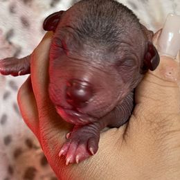 Tonatiuh - Red Xoloitzcuintli puppy in Victorville, California from Elegancia Vintage Xoloitzcuintle