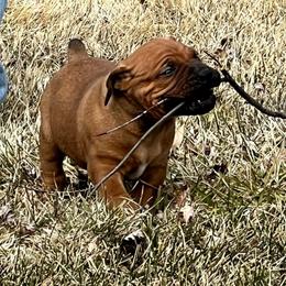 Blue male - Red male Boerboel puppy in Rockford, Illinois from Adoraboerboels