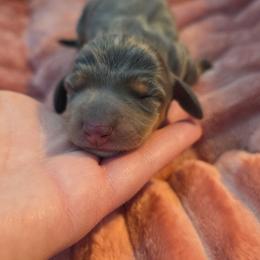 Blue and tan girl 1 - Blue and tan female Dachshund puppy in West Plains, Missouri from Spring Creek Dachshunds