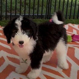 Sage - Black and white female Sheepadoodle puppy in Joelton, Tennessee from PC Pampered Parti's