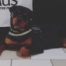 Rottweiler All Grown Up from Sullivan Rotties