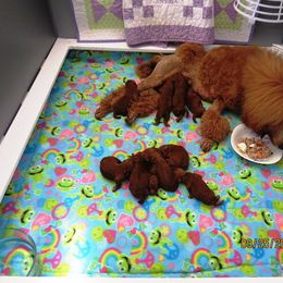 Poodle Puppies from Palmares Poodles in Red and Apricot