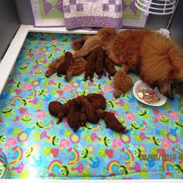 Poodle Puppies from Palmares Poodles in Red and Apricot