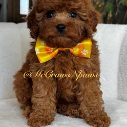 Little Angel - Red female Cavapoo puppy in Hesperia, California from McCraws N Paws