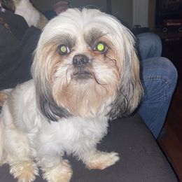 Oakley - Shih Tzu
