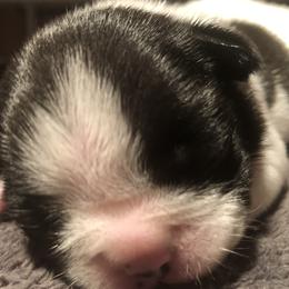 French Bulldog and Miniature Bull Terrier Puppies from DyHar Bullies