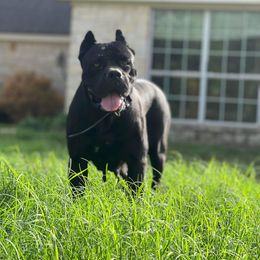 Lita - Cane Corso