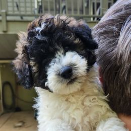 Aussiedoodle Puppies from My Classy Doodles
