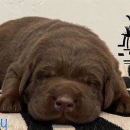 Labrador Retriever Puppies from Travis’ Chocolate Labradors