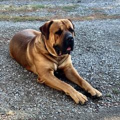 Boerboels from Cascade Boerboels
