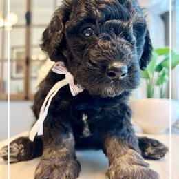 HARMONIQUE - Phantom female Bernedoodle puppy in Houston, Texas from Pia’s Doodle Poodle Wag