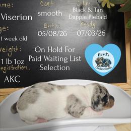 Viserion - Dapple male Dachshund puppy in Hoquiam, Washington from Heyd's Mini Dachshunds
