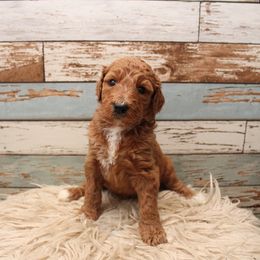 Goldendoodle Puppies from Two Ps in a Pod