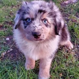 Miniature Australian Shepherds from Shady D Aussies