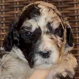 Smokey - Merle male Goldendoodle puppy in Wake Forest, North Carolina from Wake Forest Darling Doodles