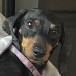 Tinkerbell - Dachshund