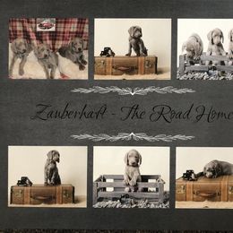 Weimaraner Puppies from Zauberhaft Weimaraners