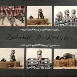Weimaraner Puppies from Zauberhaft Weimaraners