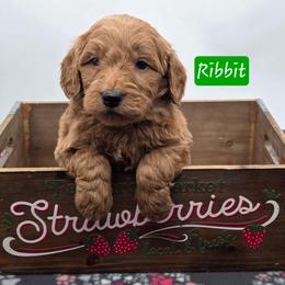 Ribbit - Red  male Goldendoodle puppy in Neillsville, Wisconsin from Granton Creek