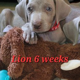 Lion - Gray male Weimaraner puppy in Kingwood, Texas from Desert Rose Weimaraners
