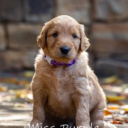 Golden Retriever and Goldendoodle Puppies from Golden Honey