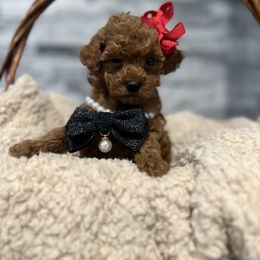 Cavapoo, Cockapoo, and Poodle Puppies from Heavenly Puppies to Love