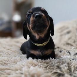 'Yellow' - Black and tan female Dachshund puppy in Sioux Falls, South Dakota from Little Blessings Doxies