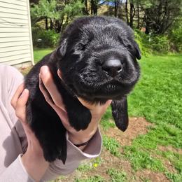 Aragorn - Blue - Black male German Shepherd puppy in Pine Bush, New York from Ahnenwätcher GSD